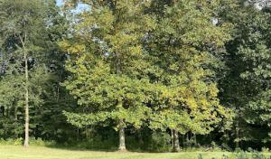 Trinity Tree Service Springboro