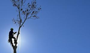 Aardvark Tree Service