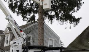 Loaeza & Vargas Tree Service