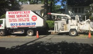 Woodpecker Tree Service
