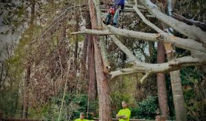 Manning Tree Service