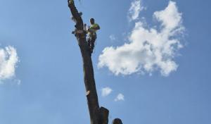 Dylan's Tree Service & Landscaping