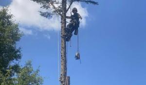 Upstate Arborists