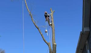 Storm's Fair Tree Service