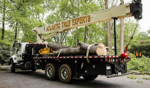 Atlantic Tree Experts