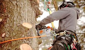 G’s Friendly Tree Service