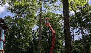 Wood Land Tree & Landscape
