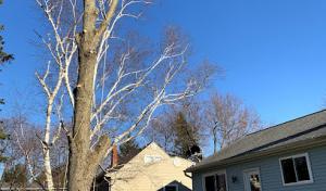 TimberMan Tree Service