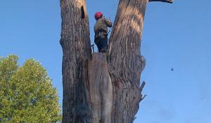 Double A's Tree Service