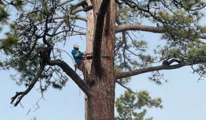 Daniel Hovarter Tree Service