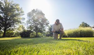 Good's Tree & Lawn Care