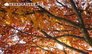 Treemaster LLC - Corning NY