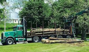 Urban Forestry of Pennsylvania