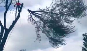 Newburgh Tree Service