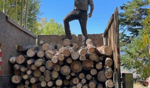 Colorado Tree Specialists