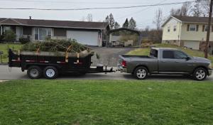 Liberty Tree Experts