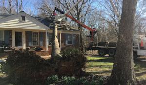 New Hites Tree Company