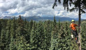 Iron Spruce Tree Care