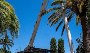 Safari Tree Professionals