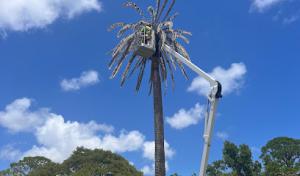 Native Tree Services