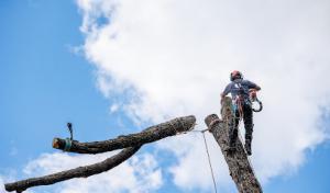 Sycamore Tree Care