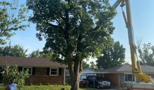 Simpson's Tree Services