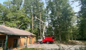 Center Grove Tree Service.