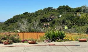 Oscar Moreno Tree Service