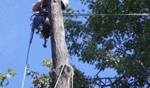 Spechtacular Tree Care