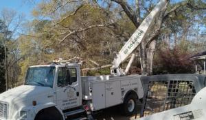 Silverleaf Tree Service