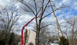 Joe McIlvaine Tree & Lawn Services