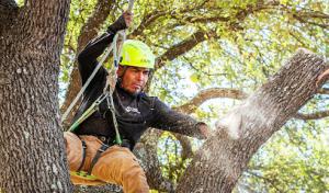 Tree Scouts Tree Service & Trimming Georgetown