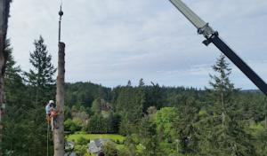 Gig Harbor Tree Service