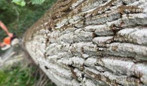 Turner's Tree Service