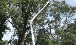 Green Paradise Landscaping & Tree Service