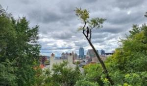 Madison Tree Care & Landscaping