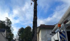 Trim Pro Tree & Landscaping