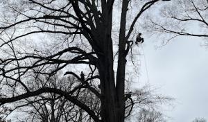 Triad Arborist