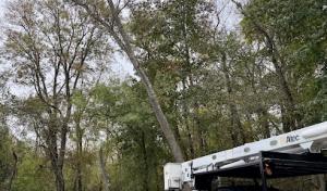 ArborView Tree Service