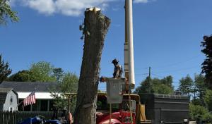 AFFORDABLE TREE LLC - Mystic, CT formerly Affordable Tree Service