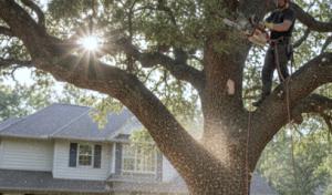 DN Bobcat/Trees Plus