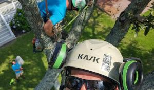 Groom & Bloom Tree Experts