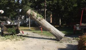 Reliable Tree & Crane