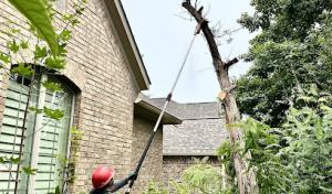 Sunset Tree Services