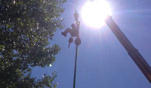 Transcendent Treecare