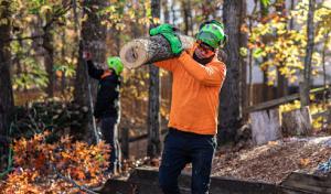 Green Oak Tree Experts