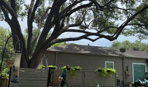 Brother's Tree Service