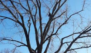 Affordable Moore's Tree Services