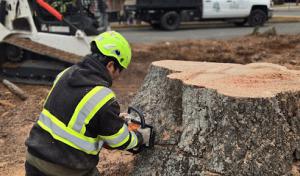 Brothers Tree Service NC