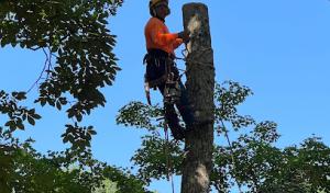 Bruno Tree Service